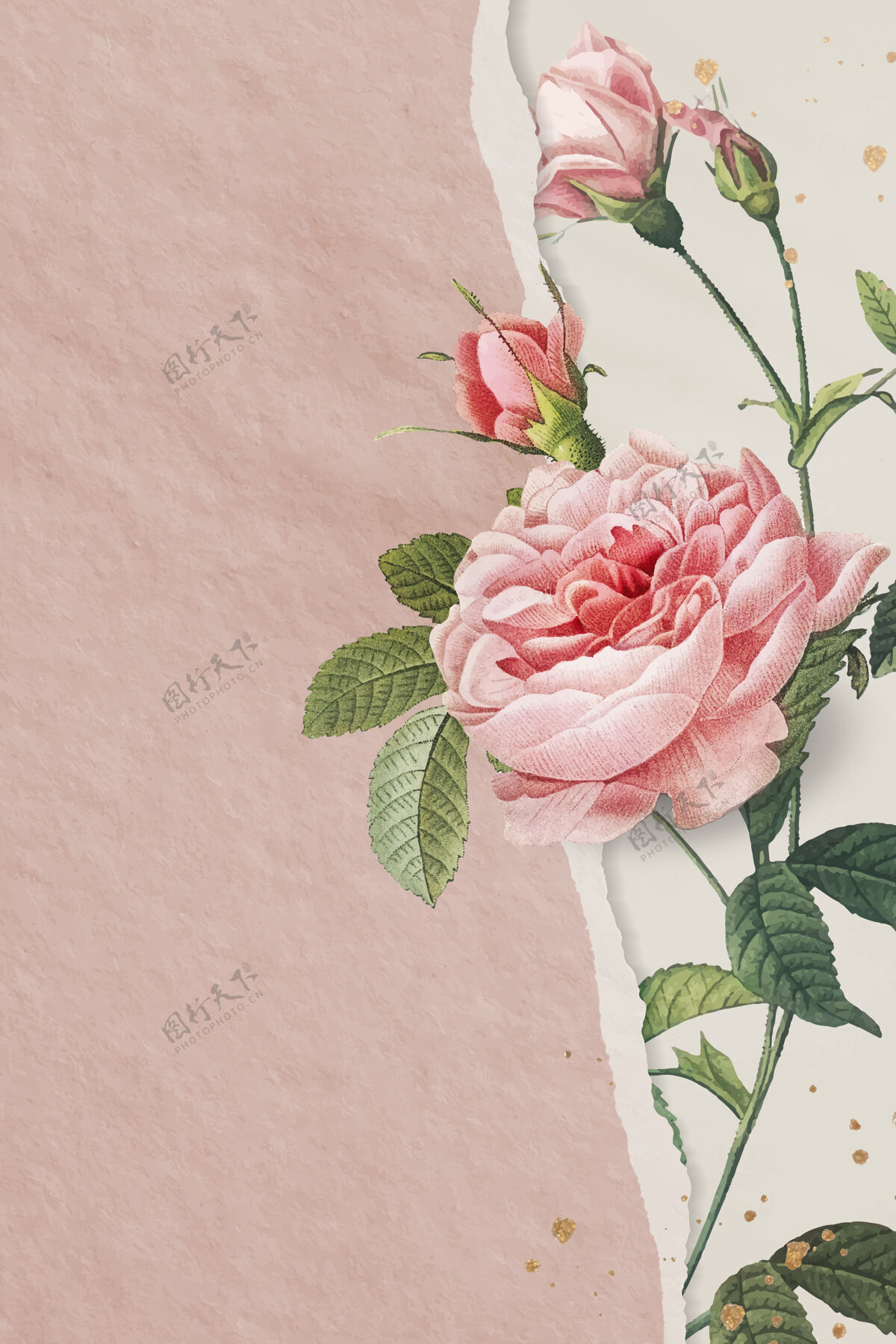装饰纸粉色玫瑰与刮页开花浅粉色季节