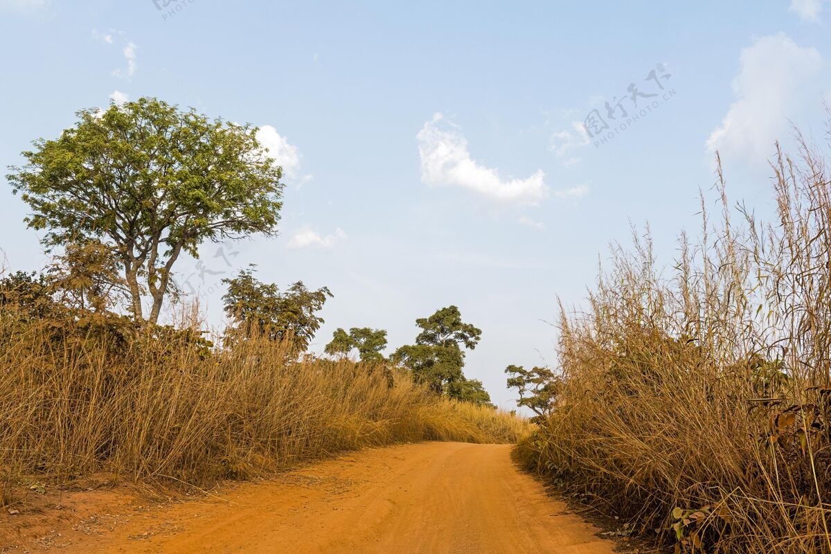 自然非洲自然风光与小径视图树木地形