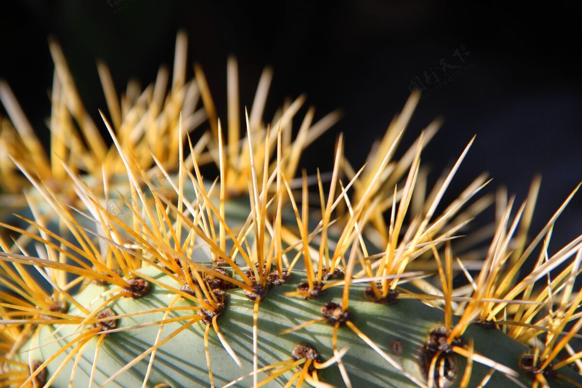 选择性聚焦特写镜头的一个惊人的外来植物叶片与尖锐的刺荆棘热带锐利