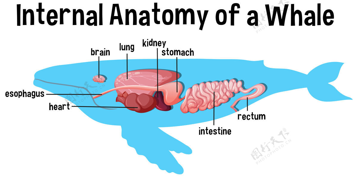 哺乳动物有标签的鲸鱼的内部解剖细胞肺身体