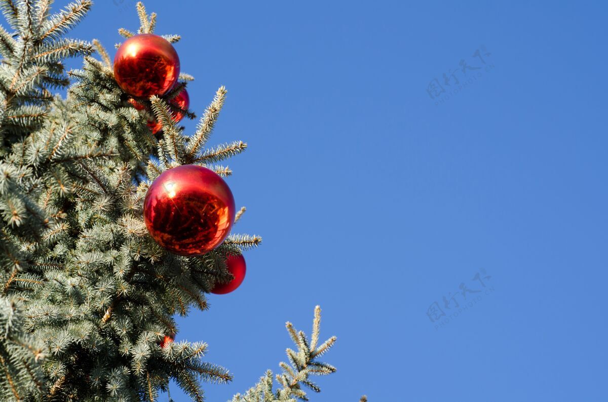 红色蓝色背景松树上的红色圣诞饰品特写圣诞节背景