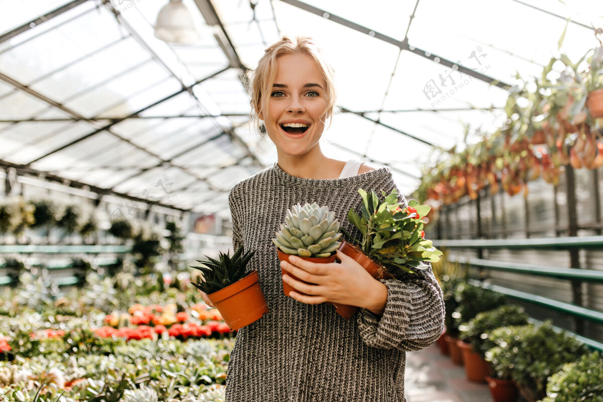 毛衣一个穿着灰色毛衣的卷发女人的肖像 手里拿着很多盆栽植物一个带着微笑的绿眼睛金发女郎在植物商店摆姿势金发明亮大笑