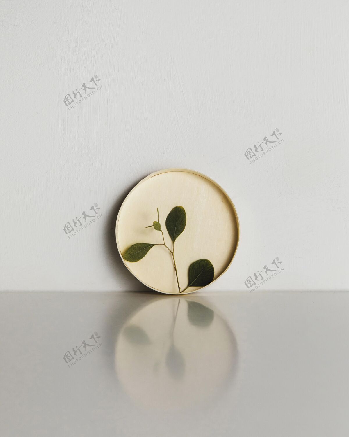 室内抽象最小的植物在一个纸板圈简约装饰工作室
