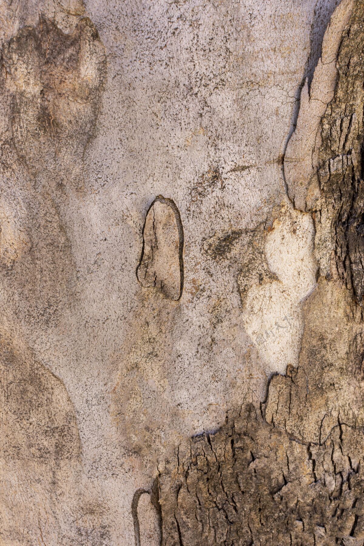 材料树皮表面正视图纹理一致性自然