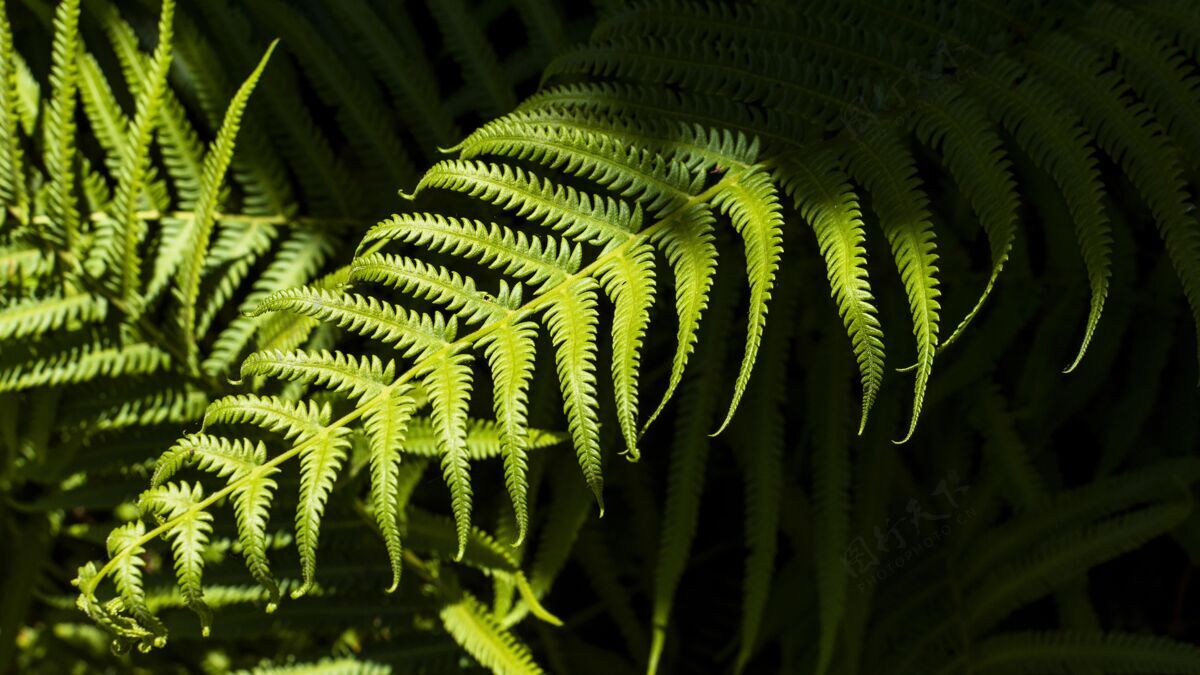 植物热带蕨类植物的叶子有阴影异国情调树叶草本植物