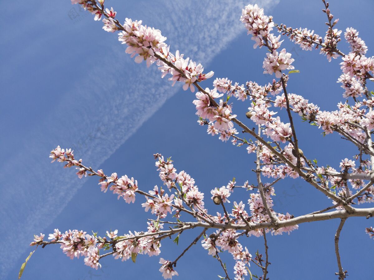 低角度阳光和蓝天下樱花的低角度特写树四季花