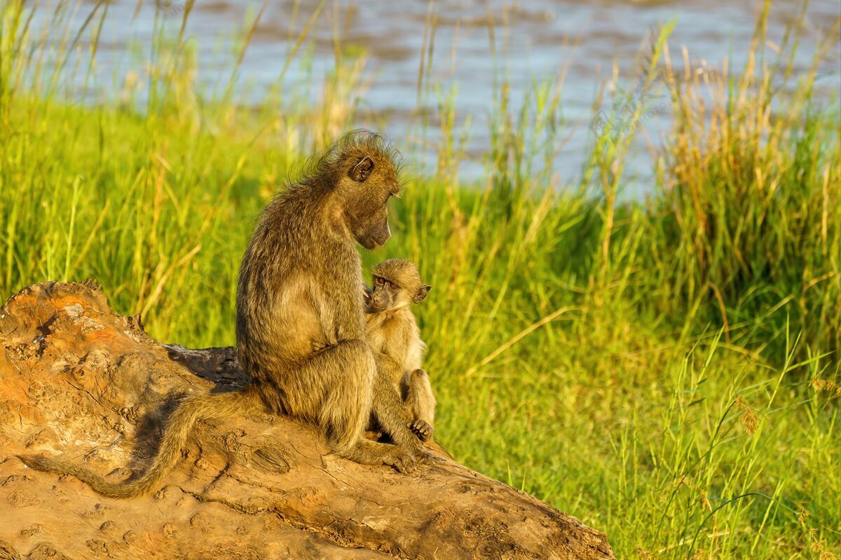 野生动物狒狒宝宝和妈妈在奥列芬茨河野生保留毛茸茸的