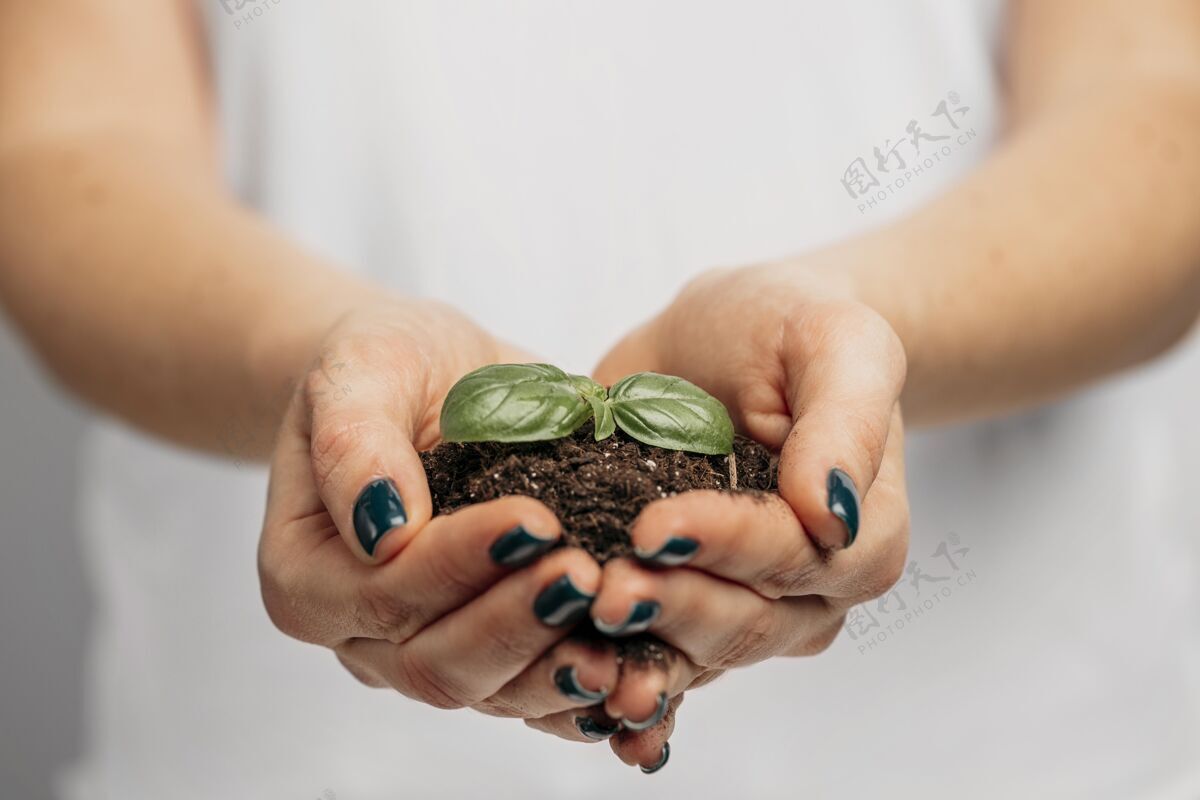种植女人的手拿着泥土和小植物植物自然水平