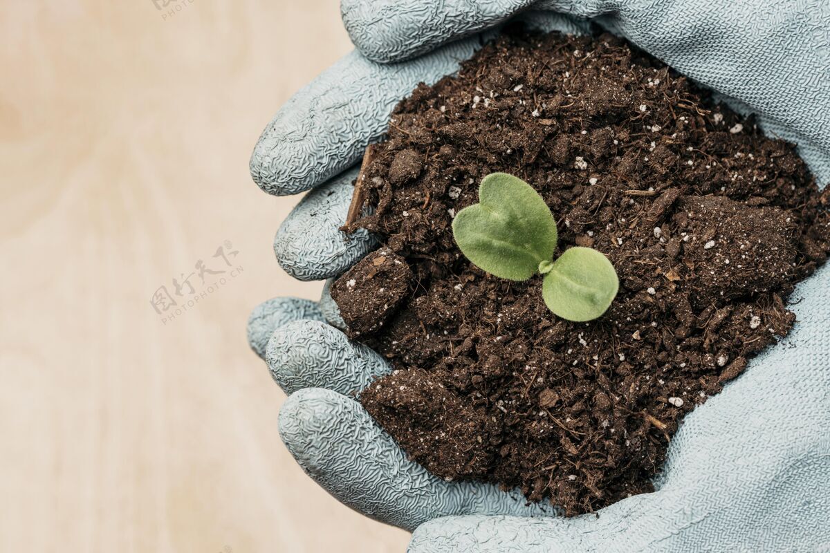 栽培手戴手套的顶视图拿着泥土和植物 有复印空间耕作复制空间植物