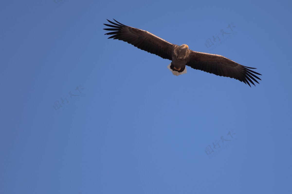 低角度在日本北海道 一只白尾鹰在阳光和蓝天下低空飞行猛禽捕食者飞行