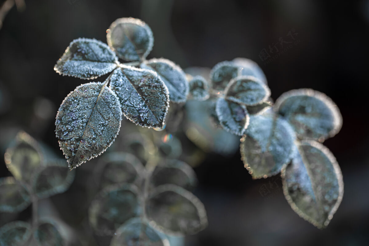 季节在寒冷季节的清晨 树枝上结满了霜结了霜的植物冰冻冰树枝