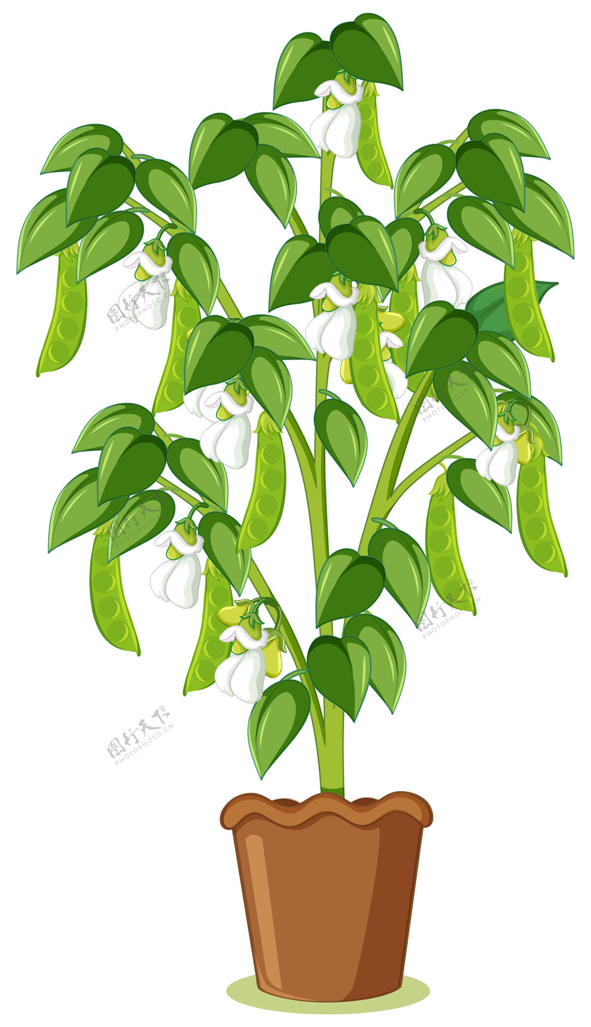 蔬菜绿色的豌豆树或豌豆植物在一个卡通风格的盆栽隔离农场新鲜树木