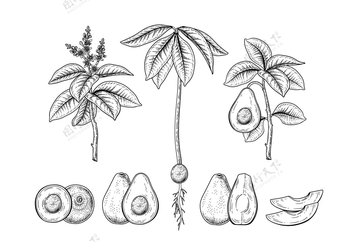 剪影鳄梨水果装饰手绘植物插图集植物自然季节