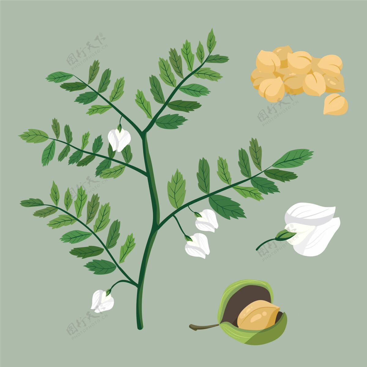 可口鹰嘴豆和植物插图植物食品天然