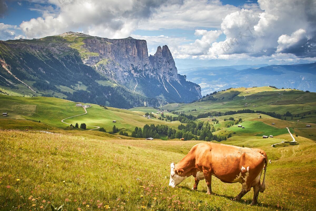 牧场在高落基山脉环绕的绿色牧场上吃草的棕牛蓝色森林奶牛