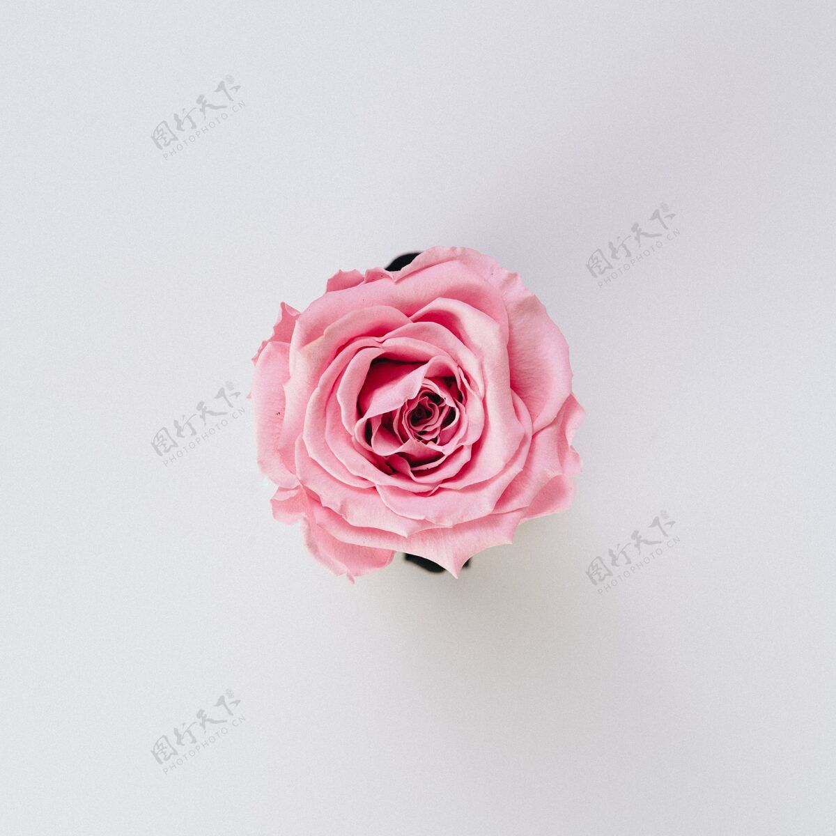 自然美丽的单一孤立的粉红色玫瑰在白色花红色植物