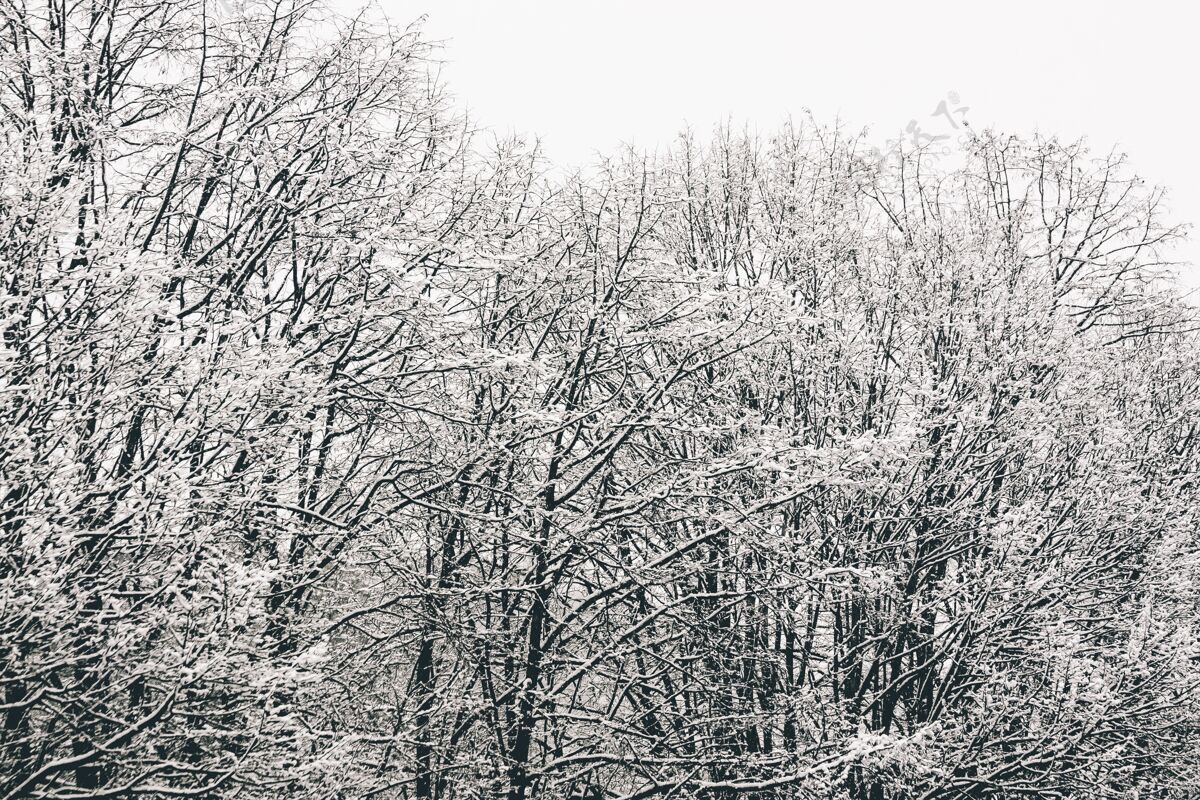 霜冻低角度拍摄的树枝完全被雪覆盖冰环境季节