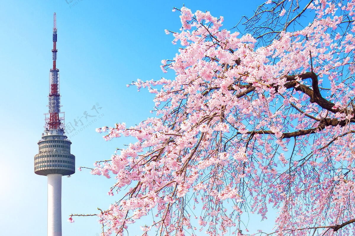 地面首尔塔和粉红樱花 樱花季节在春天 首尔在韩国地标韩国樱花