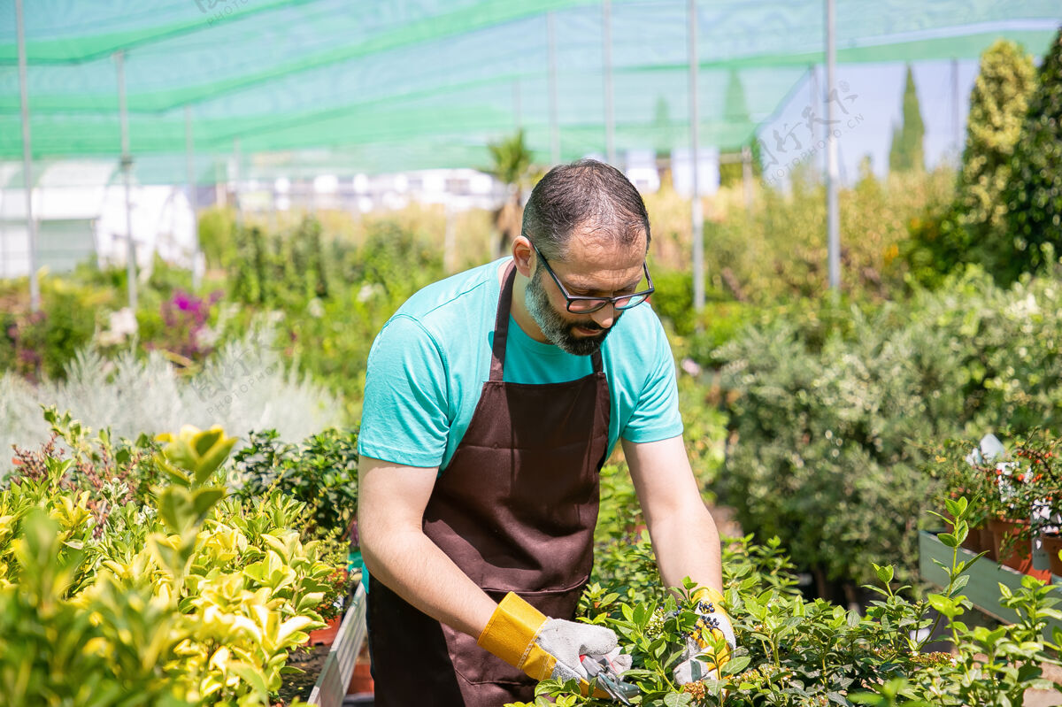 胡须专注的男花匠站在一排花盆里 在温室里修剪灌木男人在花园里工作 在花盆里种植植物园艺工作的概念萌芽人盆栽