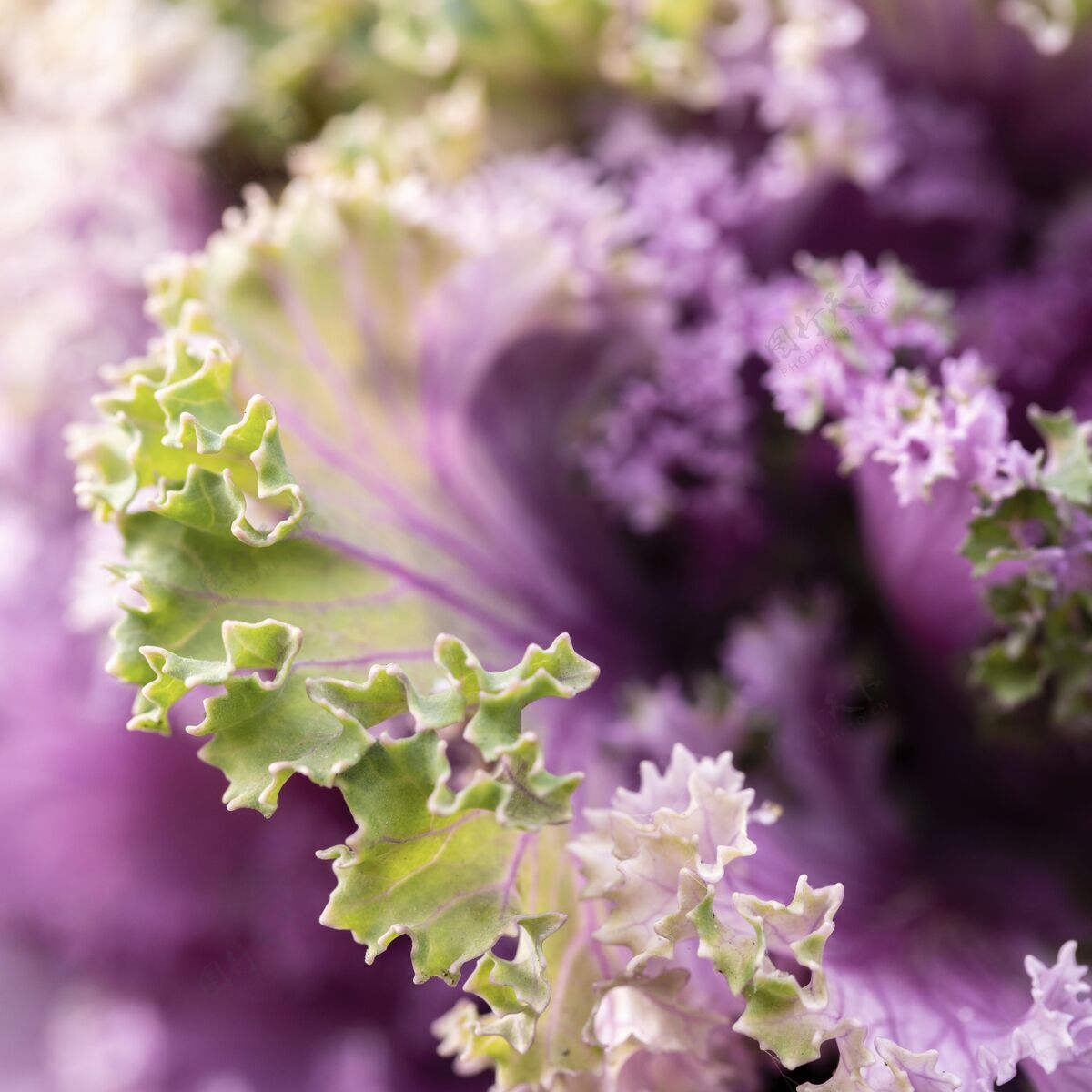 植被大自然中美丽的紫色花朵植物植物草本