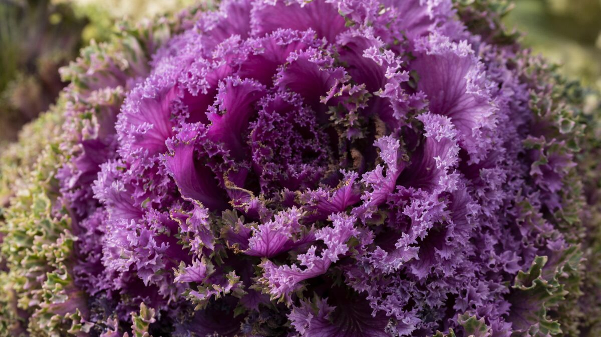 草本美丽抽象的紫色花朵水平生长植被