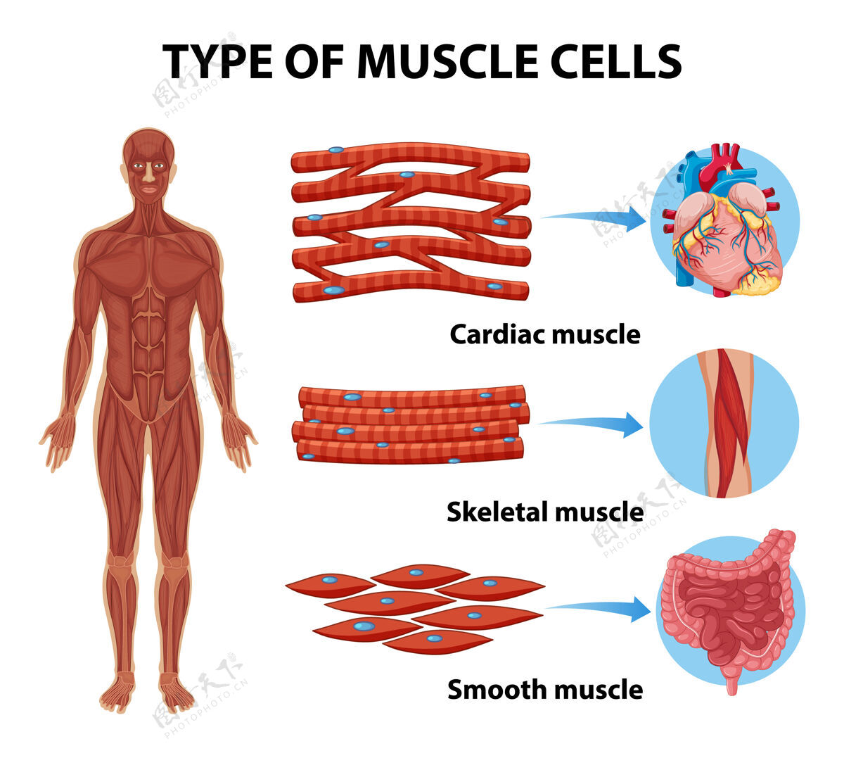 生物学健康教育信息图的肌肉细胞类型微生物学心脏纤维