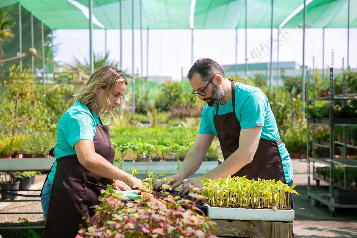 集市一对专业的园丁种植芽苗菜容器与土壤在温室里侧视图园艺工作 栽培或团队合作的概念景观金发侧视图
