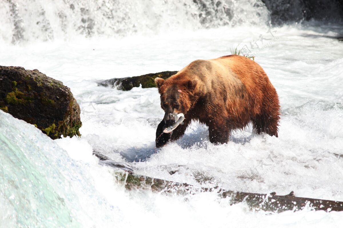 河流棕熊在阿拉斯加的河里捕鱼棕色动物北方