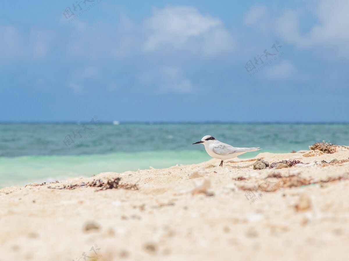 户外新喀里多尼亚美丽的海景 一只白鸟在岸边漫步动物海岸海景