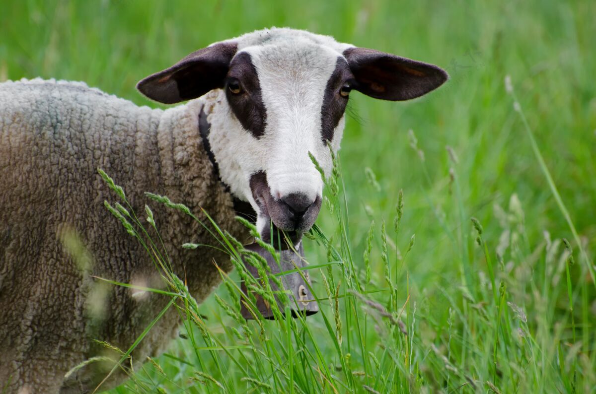 幼畜绿野中棕色和白色幼羊的选择性聚焦镜头动物农业户外