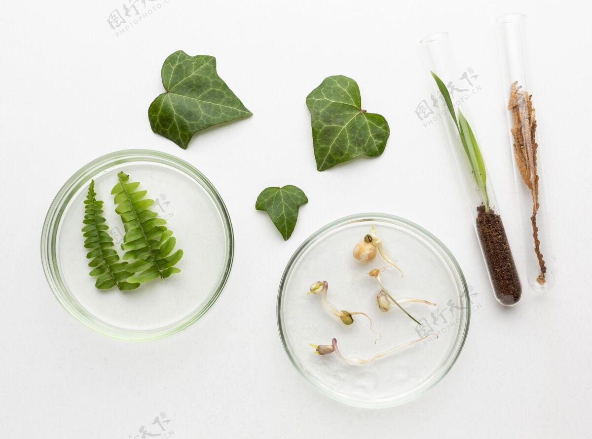 俯视图俯瞰植物和玻璃器皿布置顶分类植物