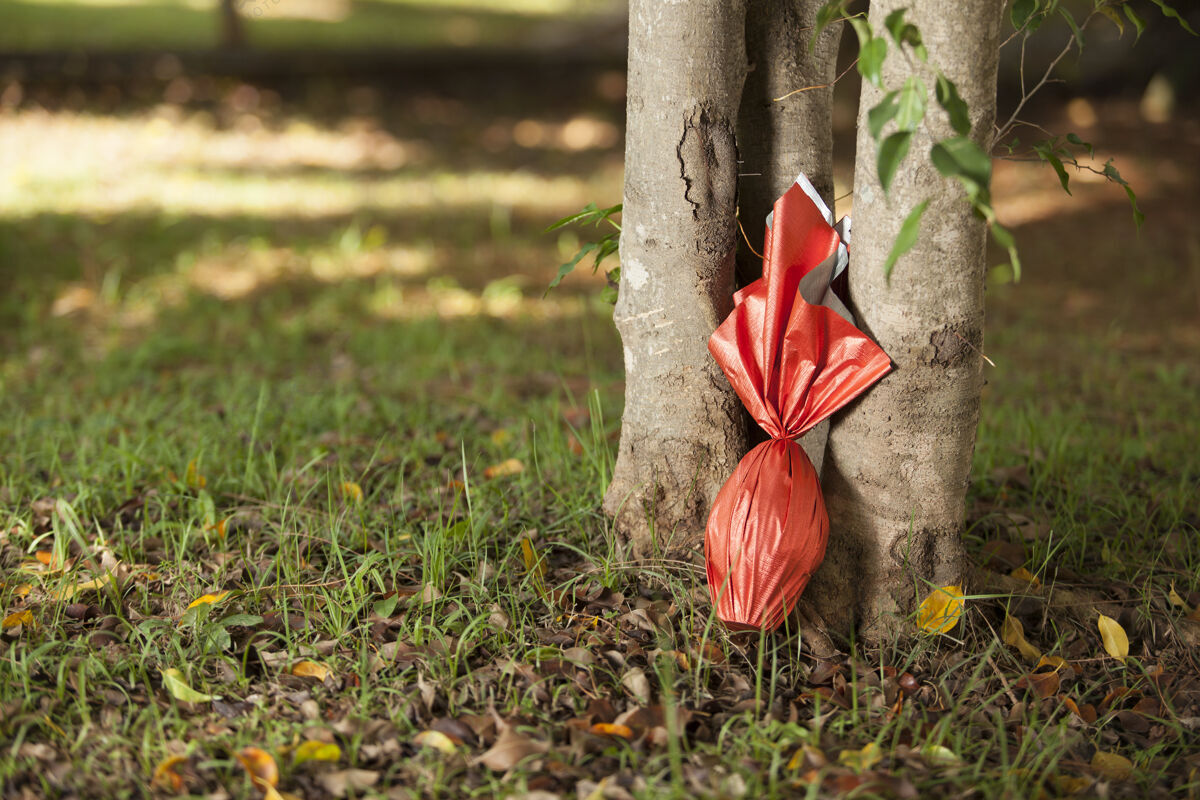 草巴西东方人的蛋 用红纸包在树下树节日巧克力