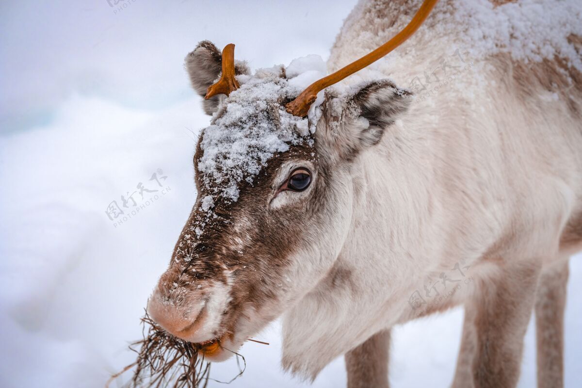 野生动物冬季森林雪地上一只美丽鹿的特写镜头树自然地面