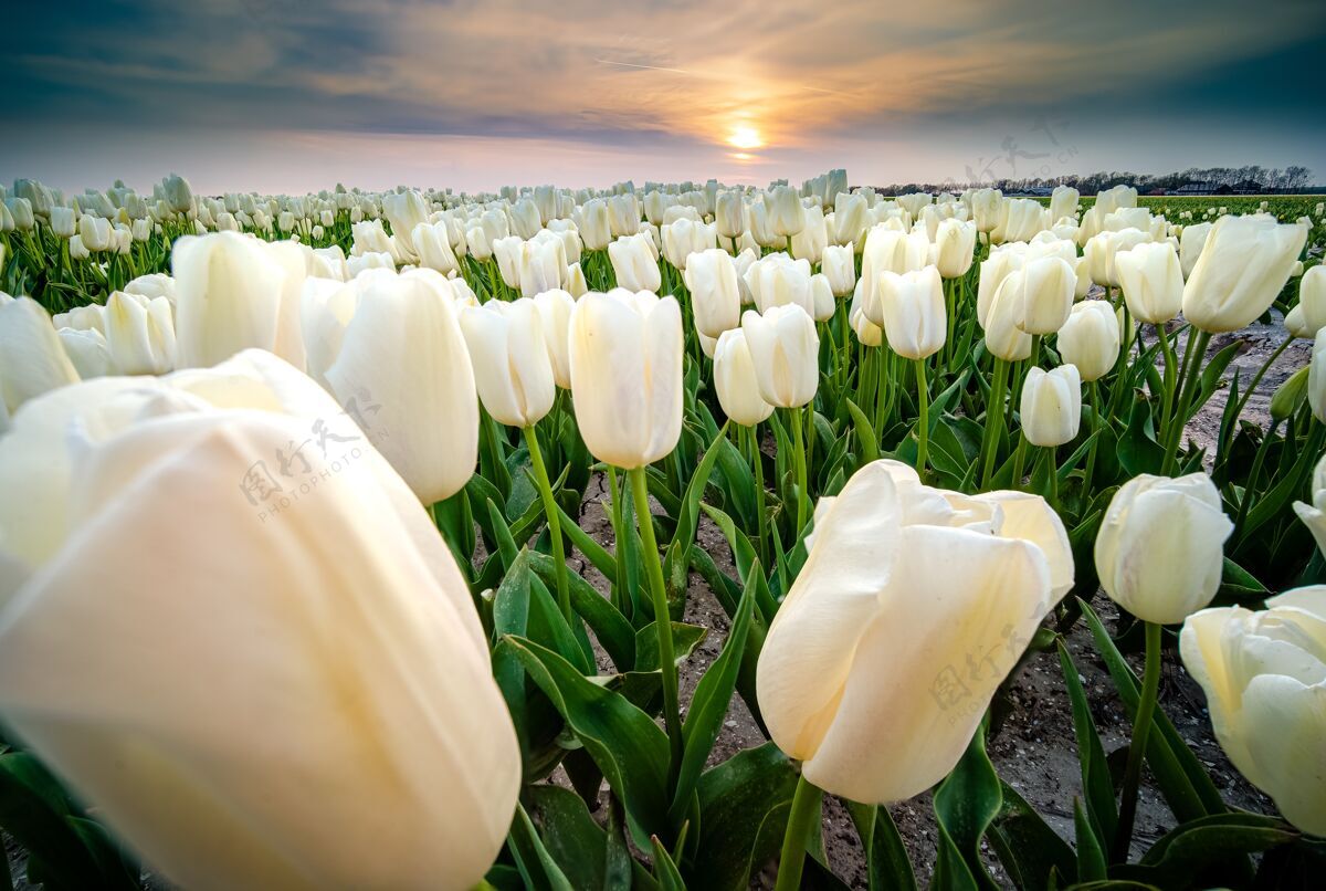 花瓣日落时一片白色郁金香花的美丽照片植物风景花