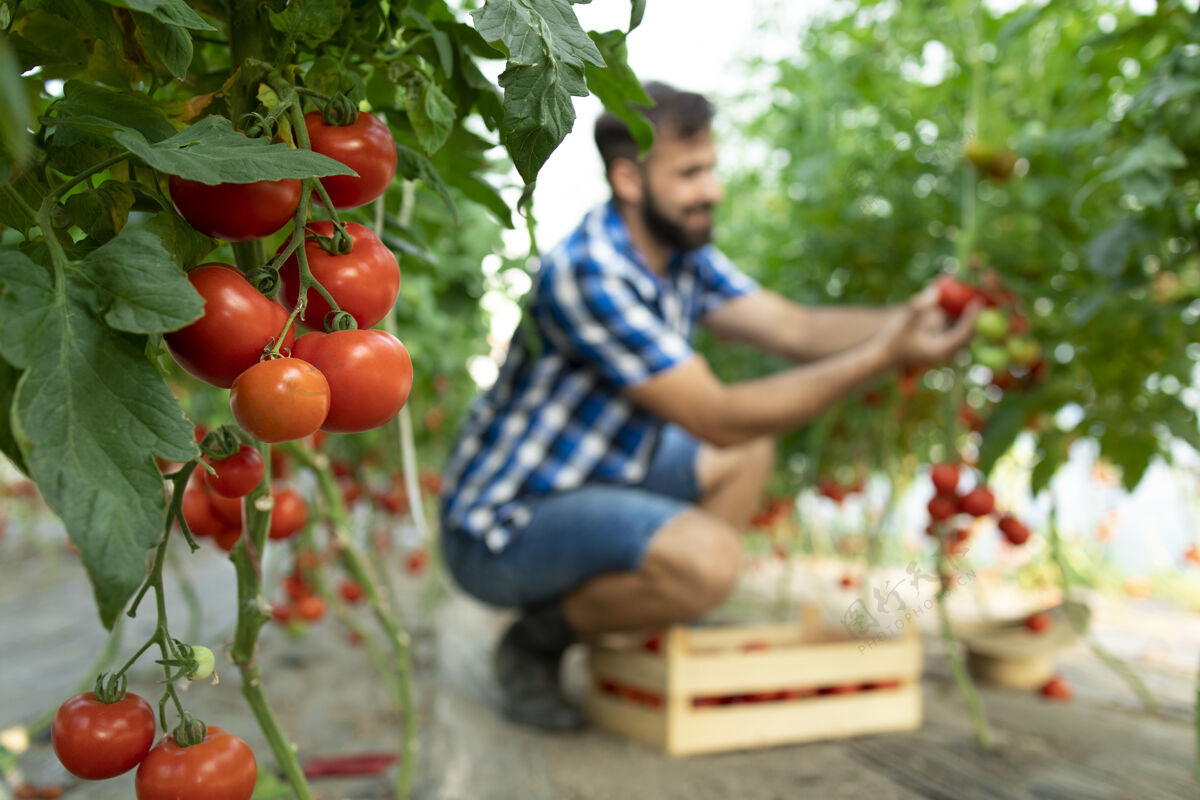 园丁农夫拿起新鲜成熟的番茄蔬菜 放进木箱里蔬菜维生素农业