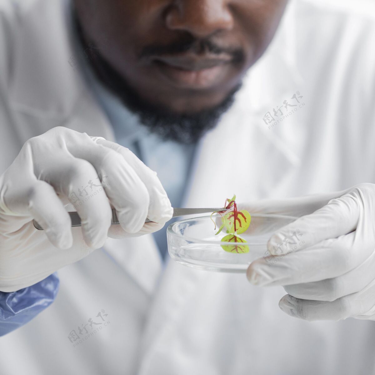 科学生物技术实验室男研究员带皮氏培养皿正面图实验室植物研究员