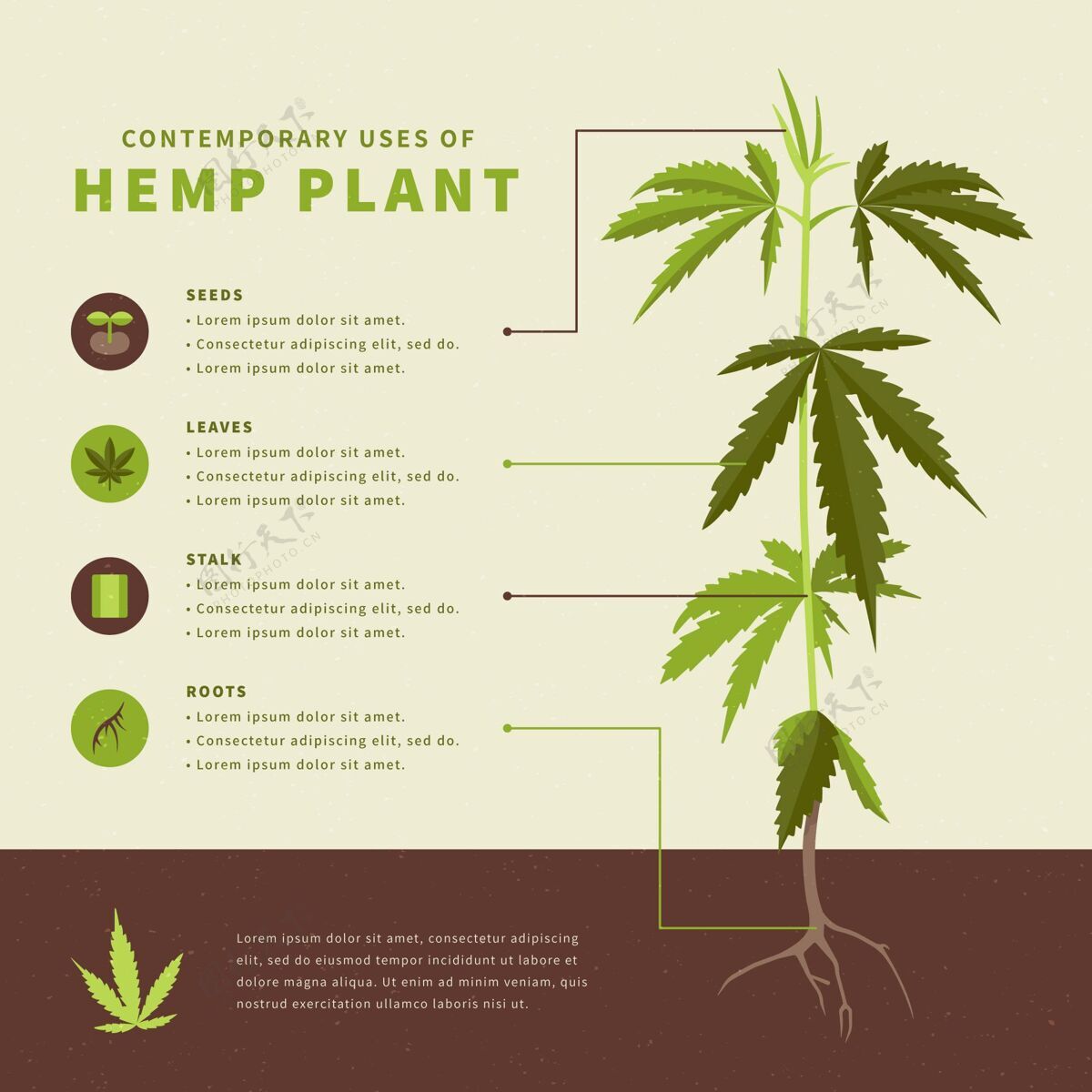 植物大麻的用途-信息图大麻植物天然